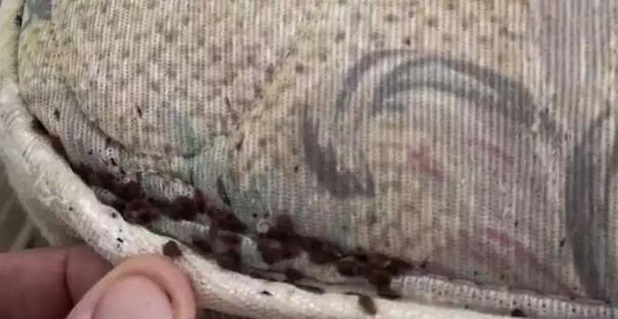 樱桃视频18岁禁止分享：劣質樱桃软件在线观看危害多